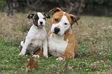 AMSTAFF  ADULT & PUPPIES 023